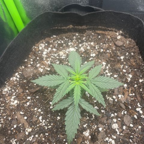 Gorilla glue 4 growlog timeline photo