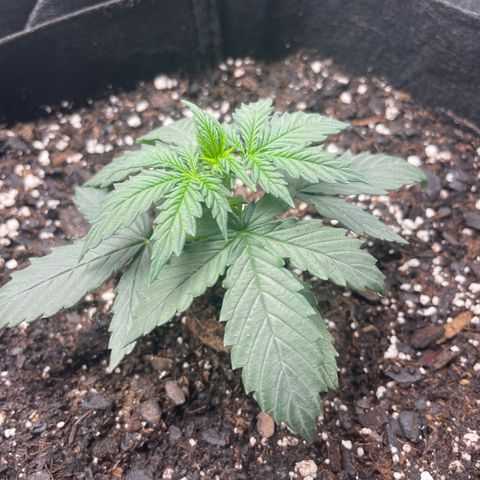 Gorilla glue 4 growlog timeline photo
