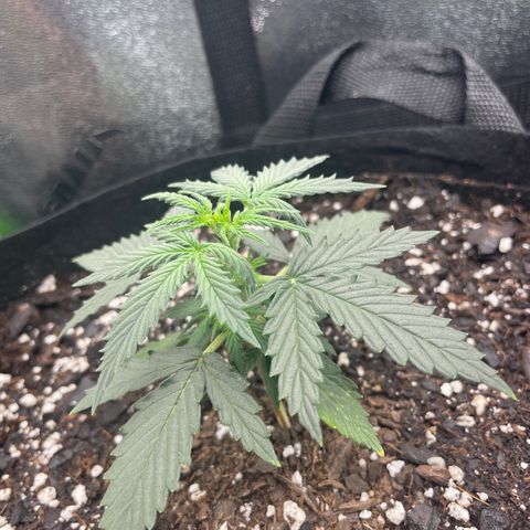 Gorilla glue 4 growlog timeline photo