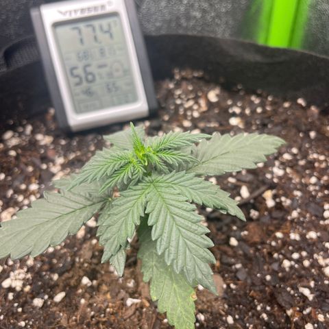 Gorilla glue 4 growlog timeline photo