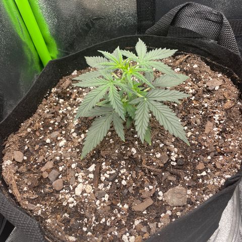 Gorilla glue 4 growlog timeline photo