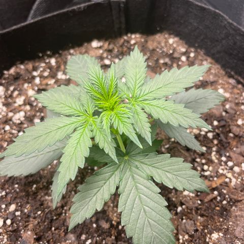 Gorilla glue 4 growlog timeline photo