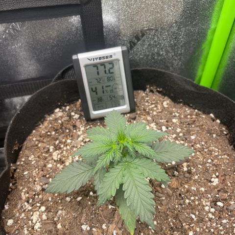 Gorilla glue 4 growlog timeline photo