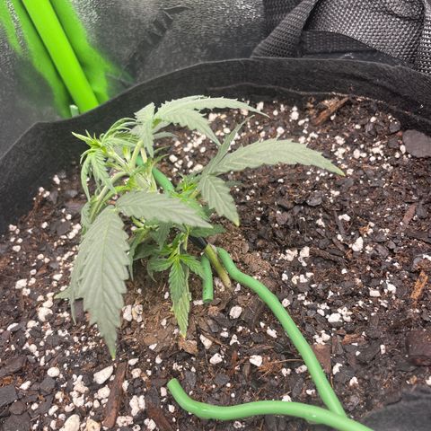 Gorilla glue 4 growlog photo: LST