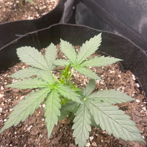 Gorilla glue 4 growlog timeline photo