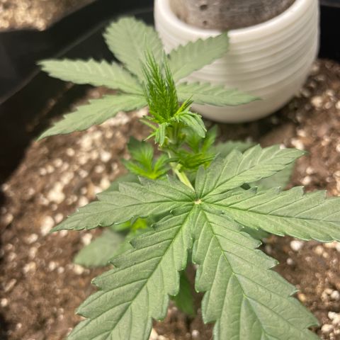 Gorilla glue 4 growlog photo: Light trim 
