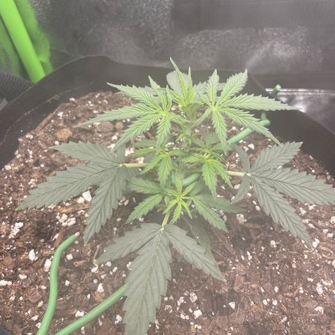 Gorilla glue 4 growlog timeline photo