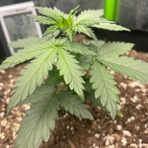 Gorilla glue 4 growlog timeline photo