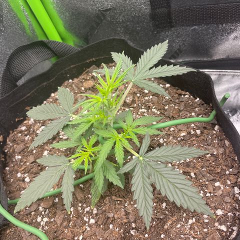 Gorilla glue 4 growlog photo: Trimmed upper fan leaves 