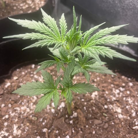 Gorilla glue 4 growlog photo: Trimmed 