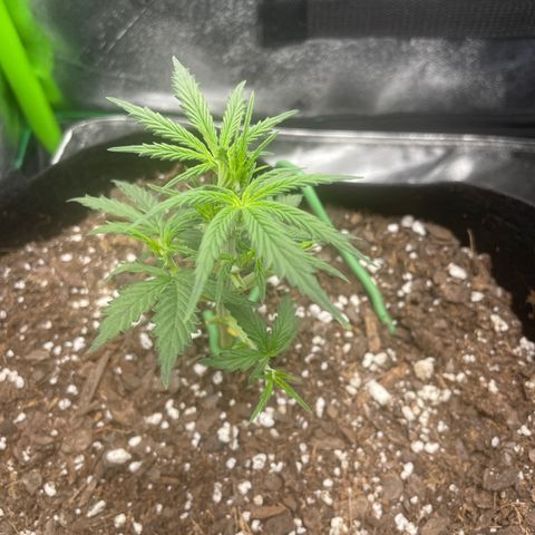 Gorilla glue 4 growlog timeline photo