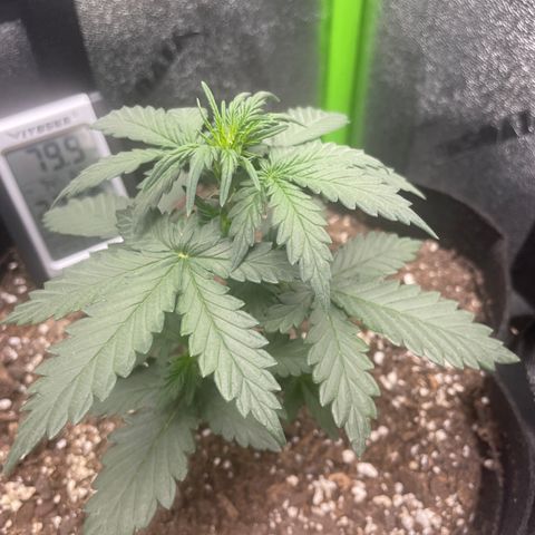 Gorilla glue 4 growlog timeline photo