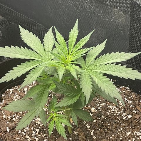 Gorilla glue 4 growlog timeline photo
