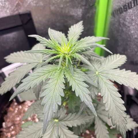 Gorilla glue 4 growlog timeline photo