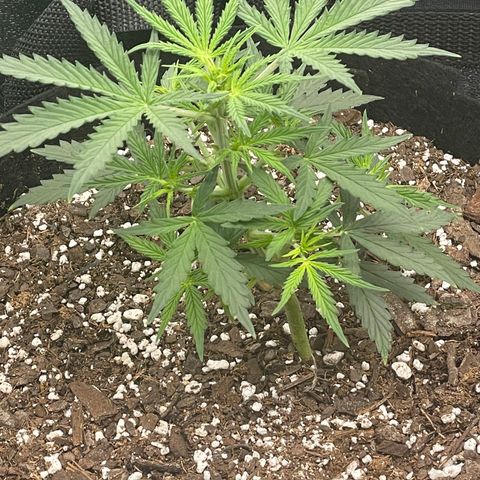Gorilla glue 4 growlog timeline photo