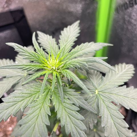 Gorilla glue 4 growlog timeline photo