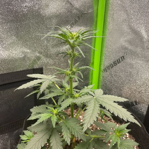 Gorilla glue 4 growlog timeline photo
