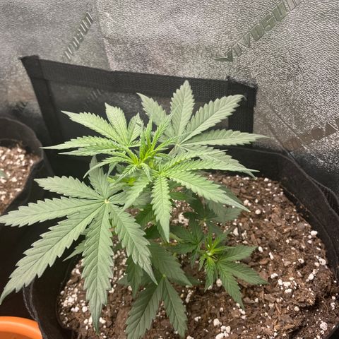 Gorilla glue 4 growlog timeline photo