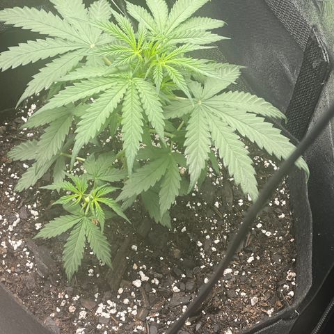 Gorilla glue 4 growlog timeline photo