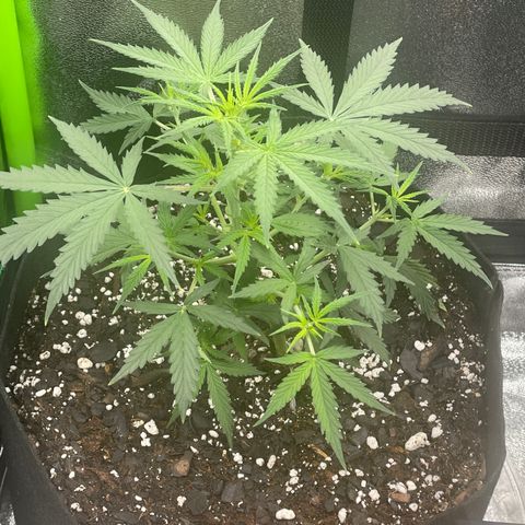 Gorilla glue 4 growlog timeline photo
