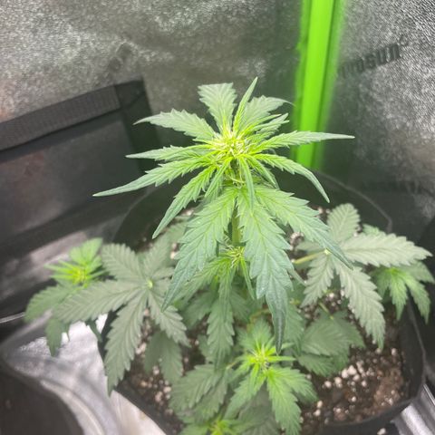 Gorilla glue 4 growlog timeline photo