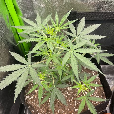 Gorilla glue 4 growlog timeline photo