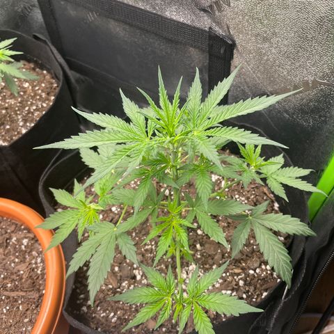 Gorilla glue 4 growlog timeline photo