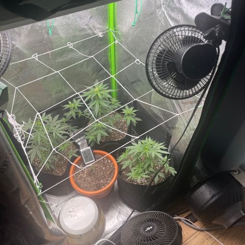 Gorilla glue 4 growlog timeline photo