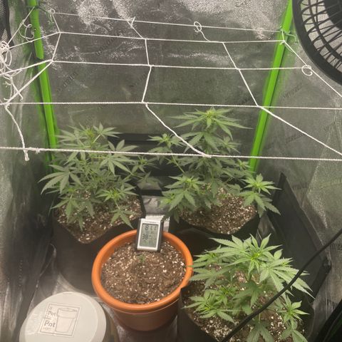 Gorilla glue 4 growlog photo: Added trellis net 