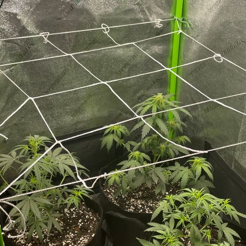 Gorilla glue 4 growlog timeline photo