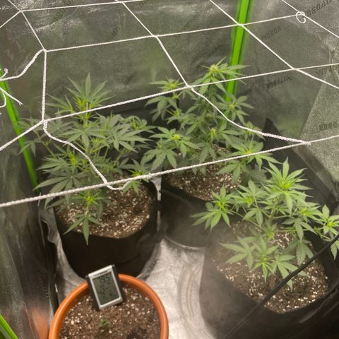 Gorilla glue 4 growlog timeline photo