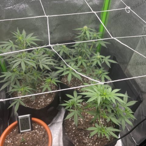 Gorilla glue 4 growlog photo: Trimmed Leo 