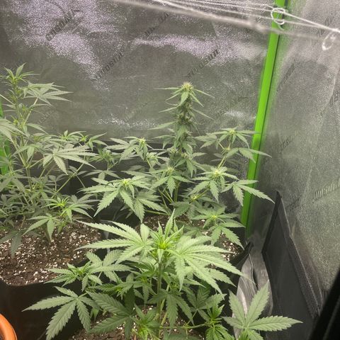 Gorilla glue 4 growlog timeline photo