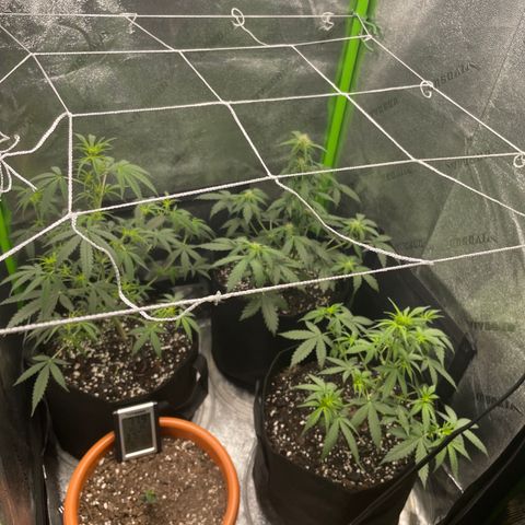 Gorilla glue 4 growlog timeline photo