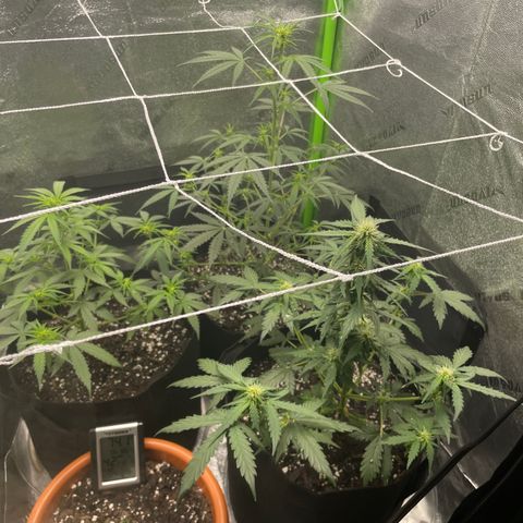 Gorilla glue 4 growlog timeline photo