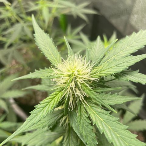 Gorilla glue 4 growlog timeline photo