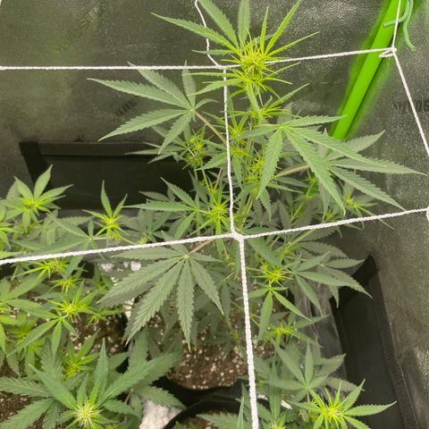 Gorilla glue 4 growlog timeline photo