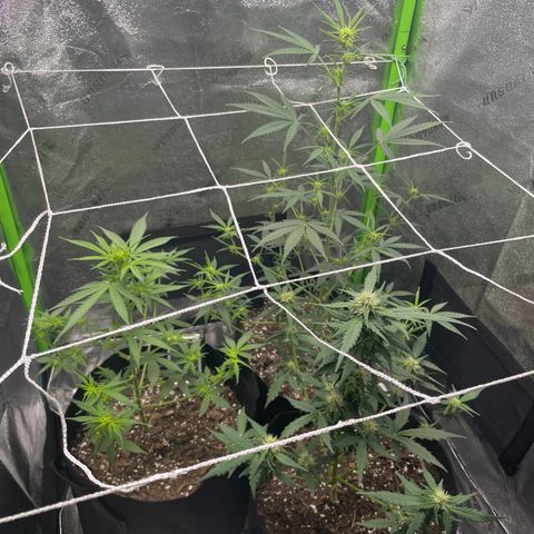 Gorilla glue 4 growlog timeline photo