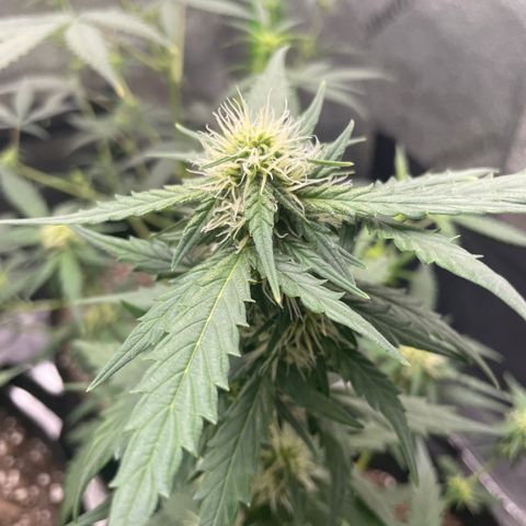 Gorilla glue 4 growlog timeline photo