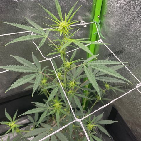 Gorilla glue 4 growlog timeline photo