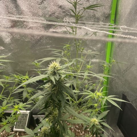 Gorilla glue 4 growlog timeline photo