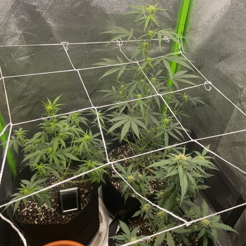 Gorilla glue 4 growlog timeline photo