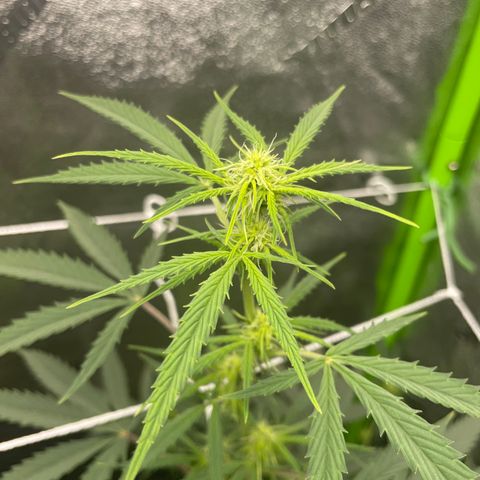 Gorilla glue 4 growlog timeline photo
