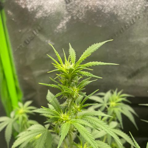 Gorilla glue 4 growlog timeline photo