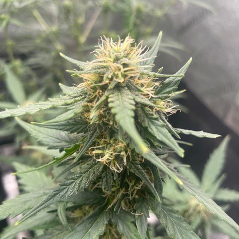 Gorilla glue 4 growlog timeline photo