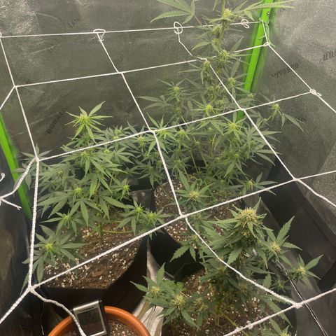 Gorilla glue 4 growlog timeline photo
