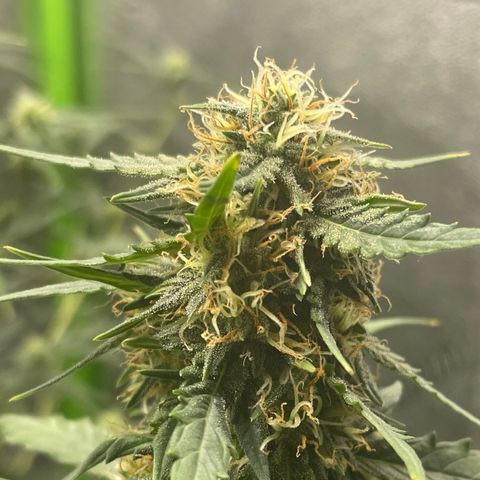 Gorilla glue 4 growlog timeline photo