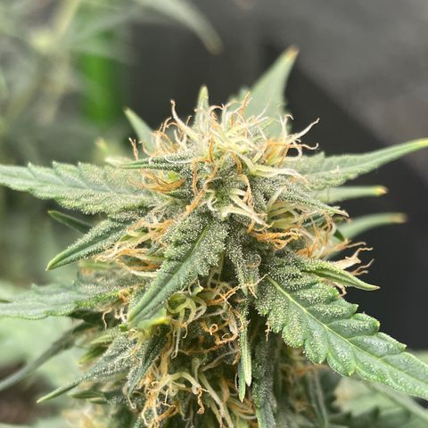 Gorilla glue 4 growlog timeline photo