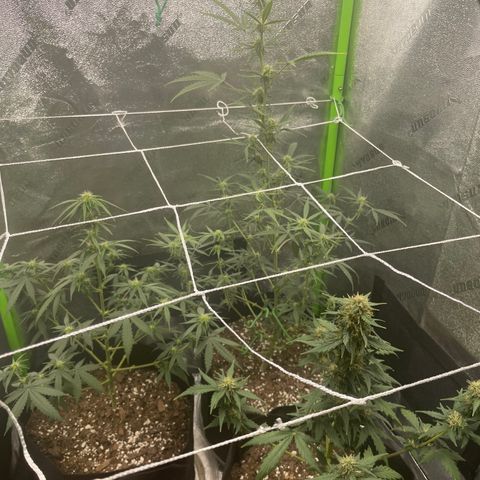Gorilla glue 4 growlog timeline photo