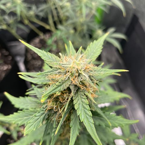 Gorilla glue 4 growlog timeline photo